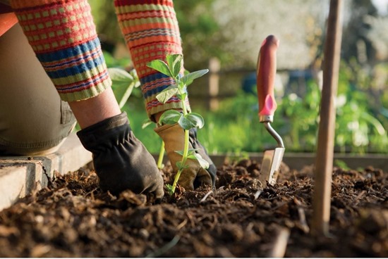 Gardening