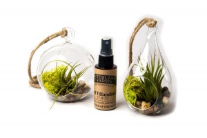 Air Plant River Side Set