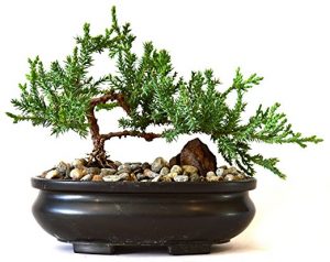 Bonsai with Bonsai Pot