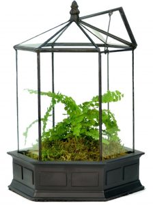 Six Sided Glass Terrarium