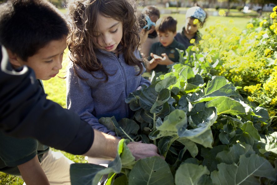 Organic farms