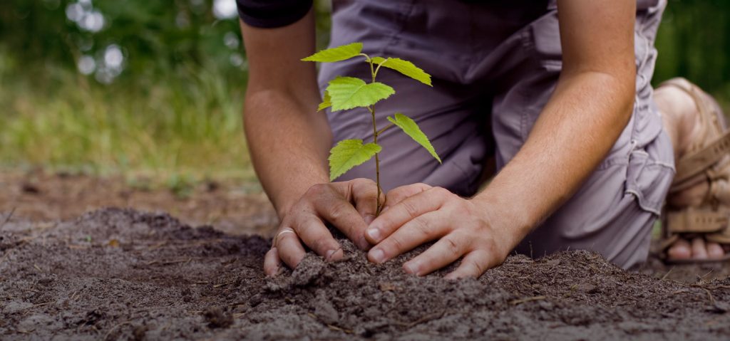 Plant a Tree