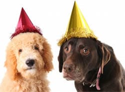 Dog Theme Birthday Party Ideas